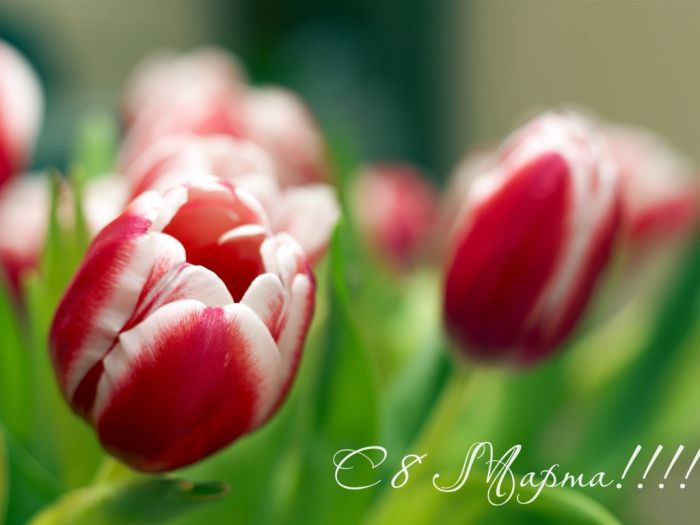 Holidays___International_Womens_Day_Spring_tulips_on_March_8_057352_1