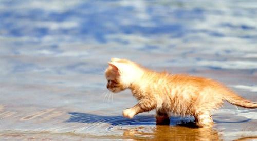 Cute-Orange-Aegean-Kitten-Walking-In-Water
